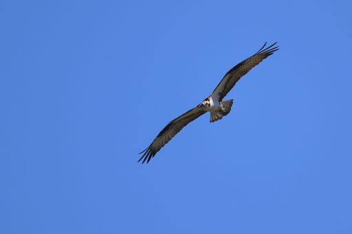 A closeup of an osprey (Pandion haliaetus) flying in the blue cloudless sky on a sunny day