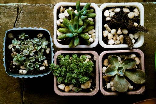 A top-view of multiple succulent plants in flowerpots on a wooden board