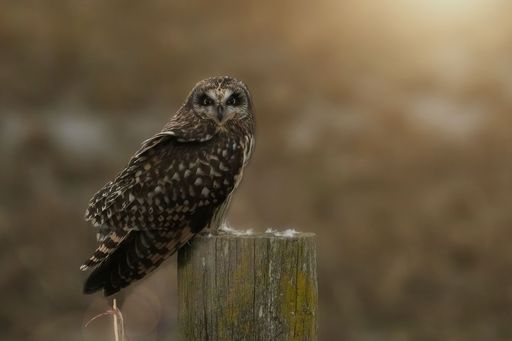 A closeup of an owl perched on a wooden post