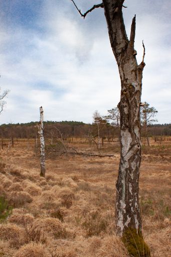 A vertical shot of bare cut damaged and fallen trees in a meadow