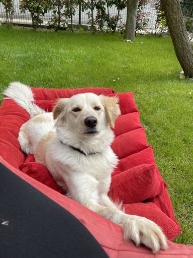 An adorable golden retriever puppy resting on a red dog bed in the yard looking at the camera