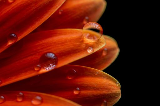 A vibrant orange flower with sparkling dew drops on its petals