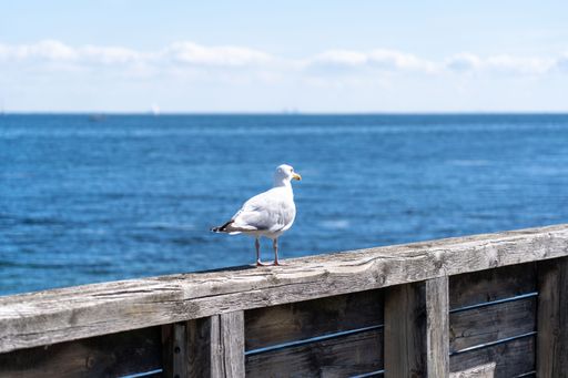 A seagull perched atop a wooden railing overlooking the sea in Copenhagen, Denmark.