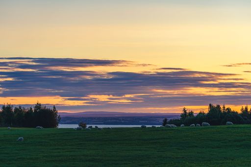 A herd of sheep graze peacefully on a lush, grassy plateau above Norway's iconic Lake Mjosa