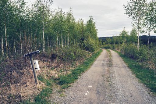 A post box in the middle of a gravel road surrounded by lush greenery in the forest