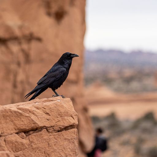 A black crow perched atop a rocky canyon ledge, looking off into the distance