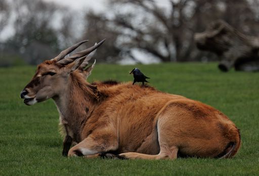 A Nilgai (Boselaphus tragocamelus) lying in a grassy field with a bird perched on its back