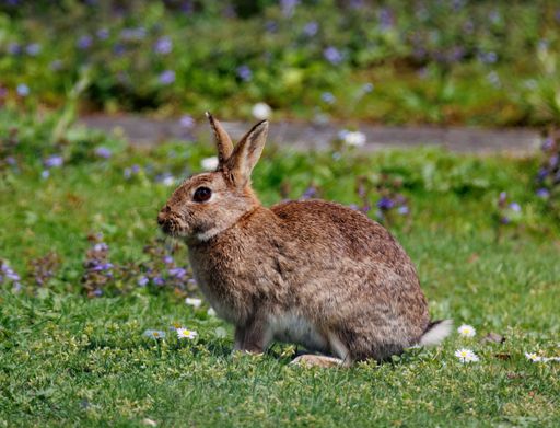 A rabbit perched on a bed of lush green grass, surrounded by an array of daisies