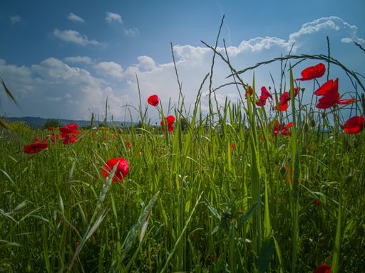 Green meadow with blooming red poppies against the sky