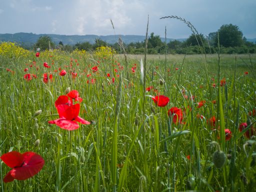 green meadow with blooming red poppies and rape in background
