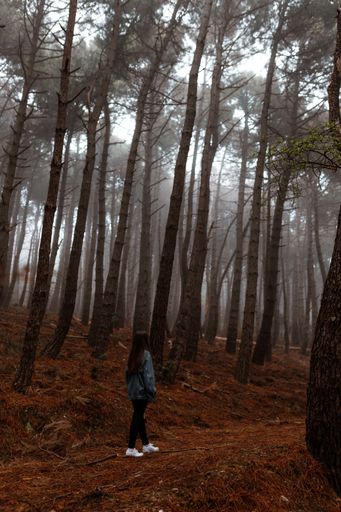 A vertical shot of a beautiful young woman in the forest surrounded by tall trees