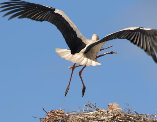 A closeup shot of a wild white stork with long red legs bringing food to feed its babies on the nest