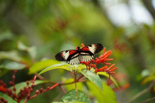 A selective focus shot of a butterfly perched on a flower
