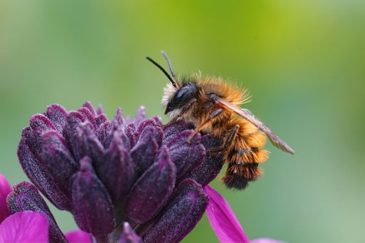 A closeup of a fresh emerged male red mason bee (Osmia rufa) on a purple wallflower (Erisymum Cheir)