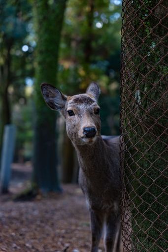 A white-tailed deer in a grassy meadow, looking towards the camera