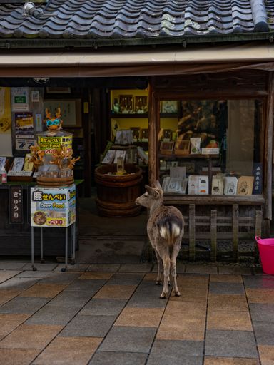 A majestic white-tailed deer in front of an old Japanese store in Nara, Japan