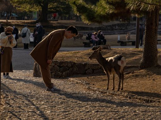 A person bowing to a wild deer in Nara, Japan.