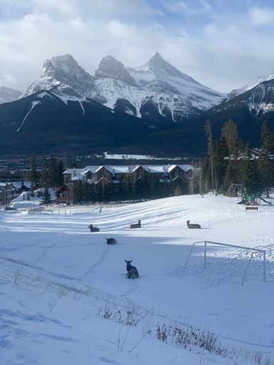 A scenic winter scene with a herd of deer in a picturesque mountain town covered in a blanket of snow