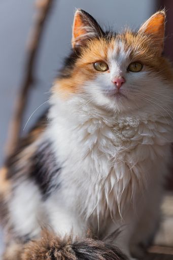 A portrait of a cute fluffy calico cat sitting still under the sunlight looking at the camera