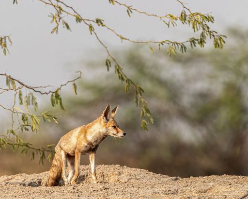 A desert fox in its natural habitat