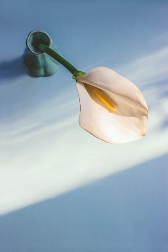 A top view of white calla lily flower put in a green ceramic vase under the sunlight