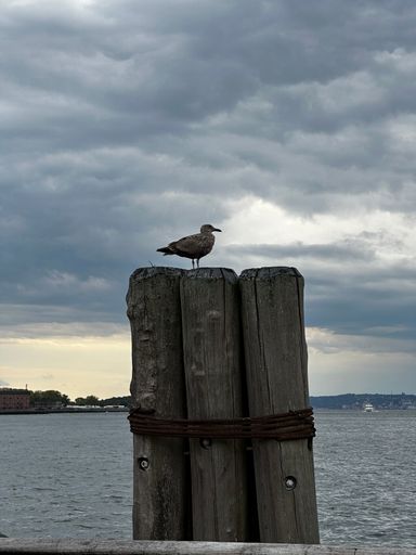 A seagull perched atop a wooden post overlooking a tranquil sea