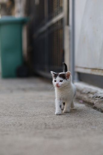 A black and white stray kitten standing on a residential street, next to a door