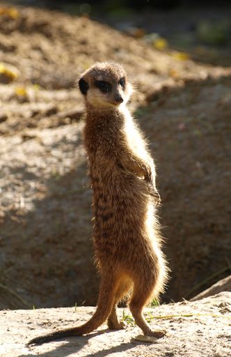 A vertical shot of a meerkat standing in a field