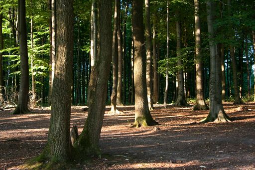 A vertical shot of several trees next to each other in the forest