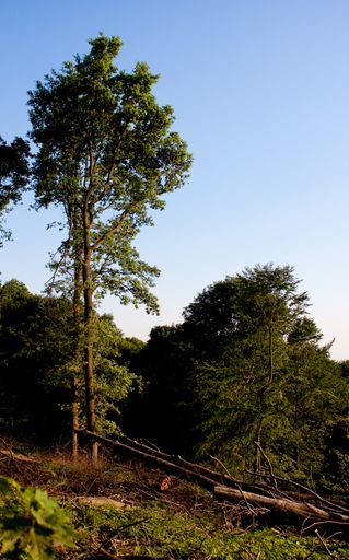 A vertical shot of several trees next to each other in the forest