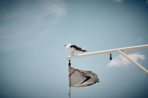 A low angle shot of a seagull perched on a mast of the ferry