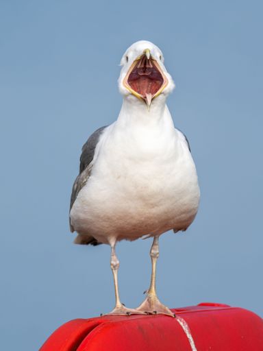 A seagull perched on top of a red tube, its beak wide open in anticipation of its next move