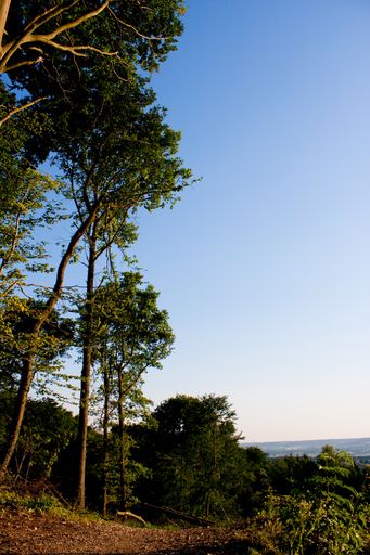 A vertical shot of several trees next to each other in the forest