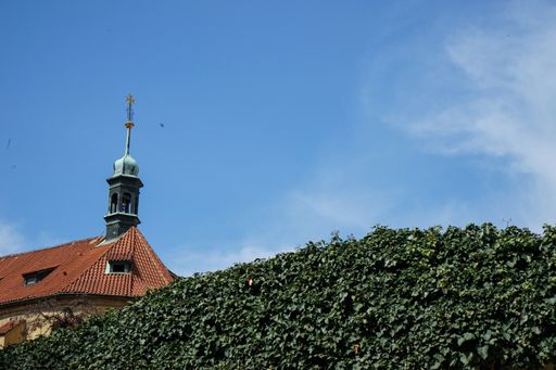 A low angle shot of ivy foliage on a wall near a church,  Praha, Prague Czechia
