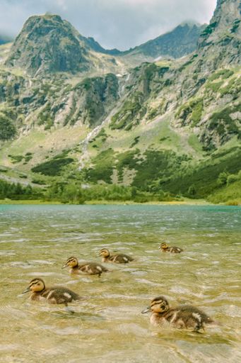 A vertical shot of ducklings in a Lake High Tatras