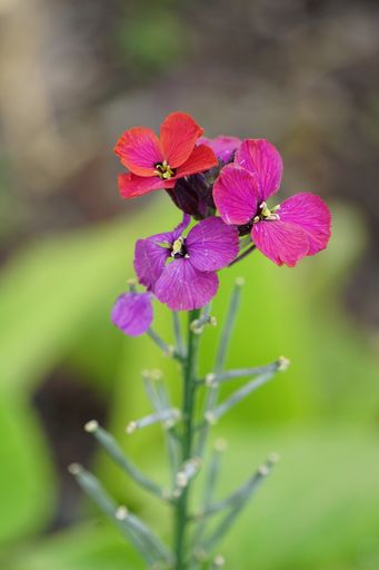 A macro shot of pink small flowers