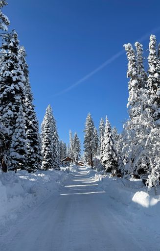 A vertical of a tree-lined road covered with snow on a sunny winter day in Truckee, California