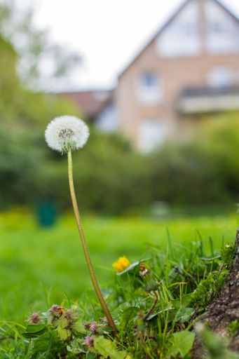 A vertical shot of a dandelion growing on green grass behind a house