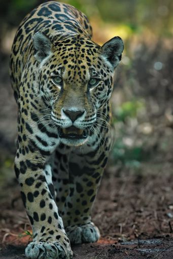 A vertical shot of a majestic leopard strides down a dirt road through a tranquil forest