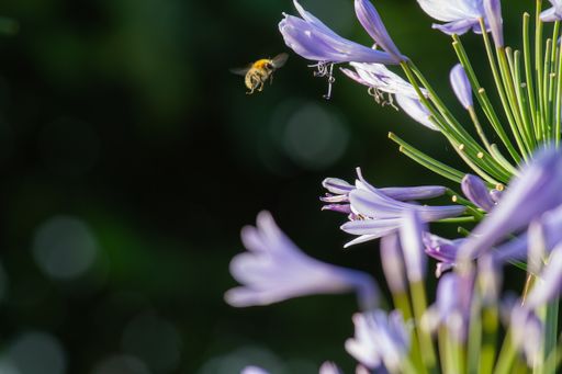 Close-up of a bee flying to blossoms of blue Agapanthus for harvesting pollen