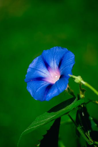 A  vertical shot of an Ipomoea on green background