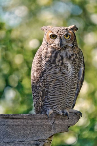 A vertical shot of a South American great horned owl perched on wood in a zoo
