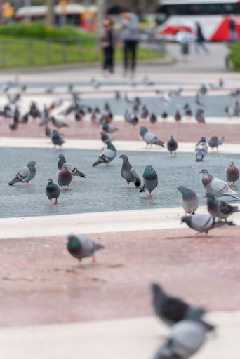 Barcelona, Catalonia : 2021 04 April : People and Pigeons in Plaza Cataluna empty without tourists in times of the Covid in 2021.