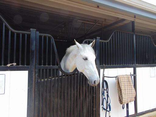 A majestic white horse stands in its stall at a stable, its head resting inside