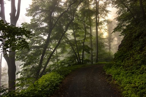 A mystic shot of a wondrous forest road surrounded by dense vegetation