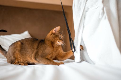 A portrait of an adorable brown Abyssinian cat lying on the white bed and playing with a black ribbon