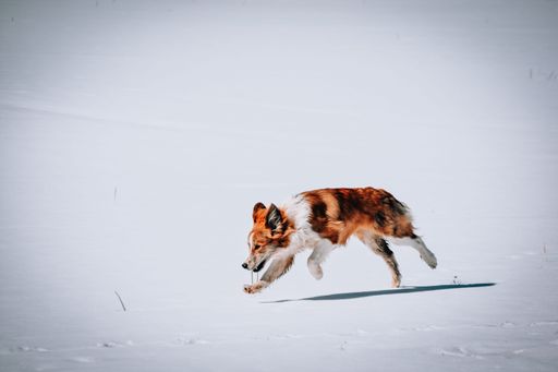 A little border collie playing in the snow illuminated by the sun's rays