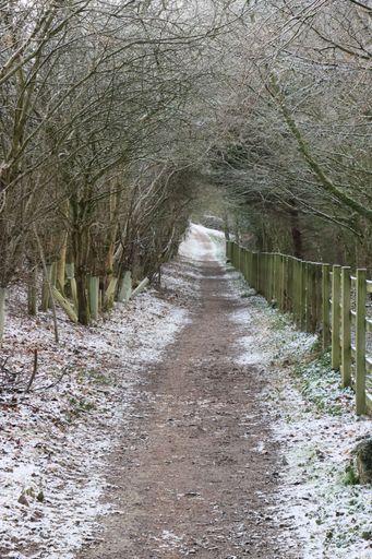 A tranquil pathway in the countryside is lined with a row of trees on one side