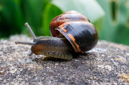 A close-up photograph of a brown and black striped snail crawling across a jagged rock surface, surrounded by lush green foliage