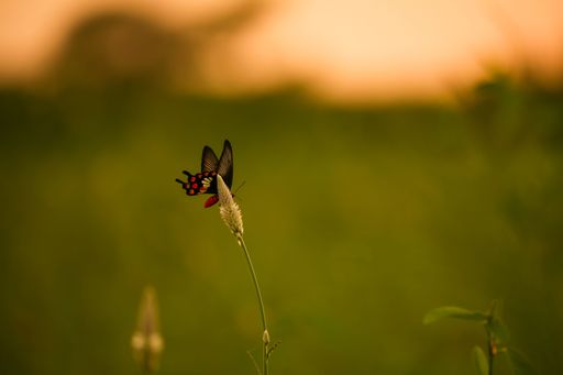 A beautiful butterfly on a flower stem, illuminated by the warm glow of the setting sun in the background